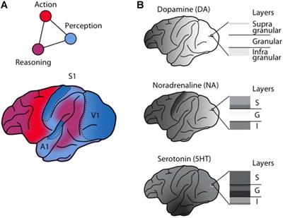 Monoaminergic Neuromodulation of Sensory Processing